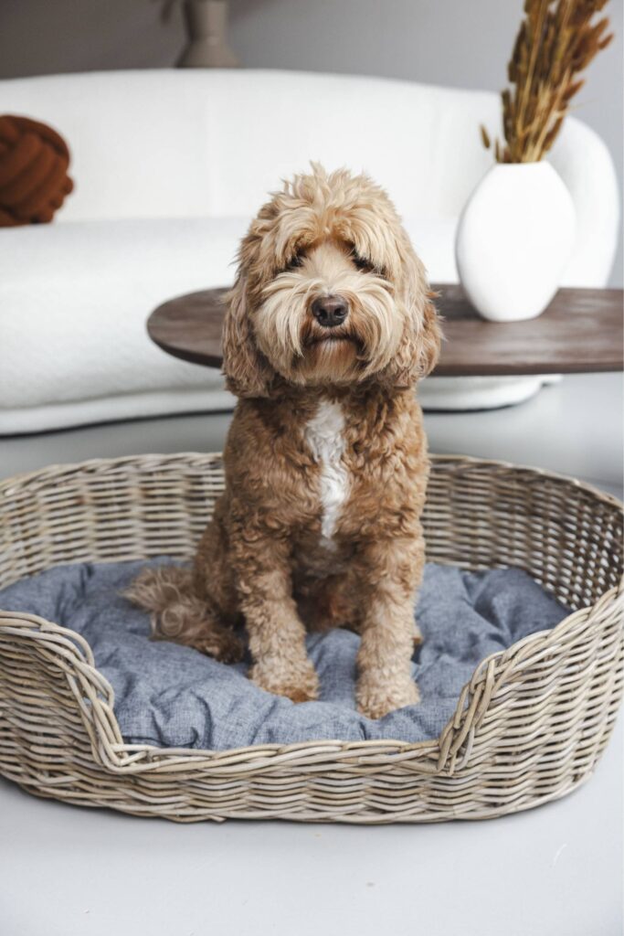 Rotan hondenmand Ovaal - 70 cm lang - Naturel Grijs - PVB Collection